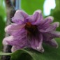 Preview: Aubergine Drakosha (Samen)