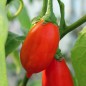 Preview: Aubergine Gilo Brazil (Samen)