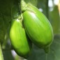 Preview: Aubergine Gilo Brazil (Samen)