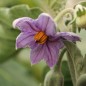 Preview: Aubergine Japanese White Egg (Samen)