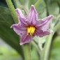 Preview: Aubergine Jersey King (Samen)
