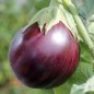 Preview: Aubergine Jersey King (Samen)