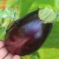Preview: Aubergine Jersey King (Samen)