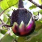 Preview: Aubergine Kamo (Samen)
