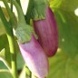 Preview: Aubergine Kashmiri Brinjal (freilandgeeignet) (Samen)
