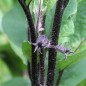 Preview: Aubergine Krasivyye (Samen)