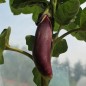 Preview: Aubergine Kurume Long (Samen)