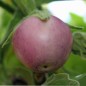 Preview: Aubergine Lao Lavender (Samen)