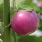 Preview: Aubergine Lao Lavender (Samen)