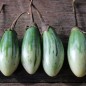 Preview: Aubergine Lay Yaw (Samen)