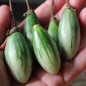 Preview: Aubergine Lay Yaw (Samen)