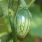 Preview: Aubergine Lay Yaw (Samen)
