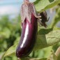 Preview: Aubergine Little Fingers (Samen)