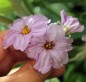 Preview: Aubergine Little Fingers (Samen)