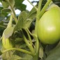Preview: Aubergine Little Green (Samen)