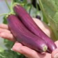Preview: Aubergine Early Long Purple (freilandgeeignet) (Samen)
