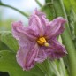 Preview: Aubergine Early Long Purple (freilandgeeignet) (Samen)