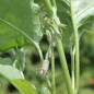 Preview: Aubergine Early Long Purple (freilandgeeignet) (Samen)