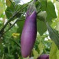 Preview: Aubergine Malaysian Dark Red (Samen)