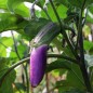 Preview: Aubergine Malaysian Dark Red (Samen)