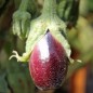 Preview: Aubergine Nastenka (Samen)