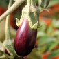 Preview: Aubergine Nastenka (Samen)