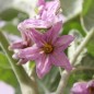 Preview: Aubergine Nastenka (Samen)