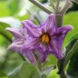 Preview: Aubergine Nastenka (Samen)