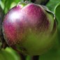 Preview: Aubergine Obsidian (Samen)