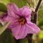 Preview: Aubergine Obsidian (Samen)
