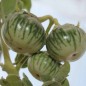 Preview: Aubergine Petch Siam (Samen)