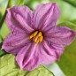 Preview: Aubergine Petch Siam (Samen)