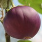 Preview: Aubergine Pjataschok (Samen)