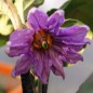 Preview: Aubergine Prosperosa (Samen)