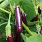 Preview: Aubergine Purple Finger (Samen)