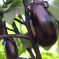 Preview: Aubergine Purple Pickling (Samen)