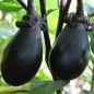 Preview: Aubergine Purple Pickling (Samen)