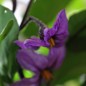 Preview: Aubergine Purple Pickling (Samen)