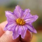 Preview: Aubergine Sirenevy (Samen)