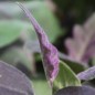 Preview: Aubergine Slim Jim (Samen)