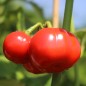 Preview: Aubergine Sweet Red (Samen)