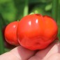 Preview: Aubergine Sweet Red (Samen)