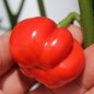 Preview: Aubergine Sweet Red (Samen)