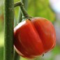 Preview: Aubergine Sweet Red (Samen)