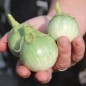 Preview: Aubergine Thai Light Round Green (Samen)