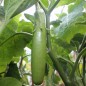 Preview: Aubergine Thai Long Green (Samen)