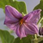 Preview: Aubergine Thai Long Green (Samen)