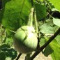 Preview: Aubergine Thai Round Green (Samen)