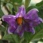 Preview: Aubergine Thai Round Violet (Samen)