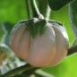 Preview: Aubergine Thai White Ribbed (Samen)